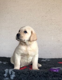 Labrador retriever - 4