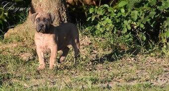 Cane Corso štěňata s FCI PP - 4