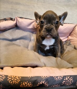 Šteniatka k odberu, Francúzsky buldoček, modré psy a čierna - 4