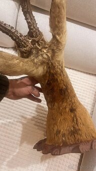 Trofej ,preparat ,srnec ,parohy ,parožie - 4