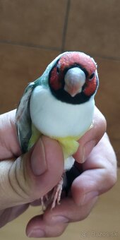 Predám amadina gouldová - 4