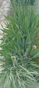 Kosatce žlté, fialové, Iris - 4