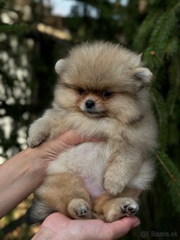 Pomeranain MINI fenečka PP FCI - 4