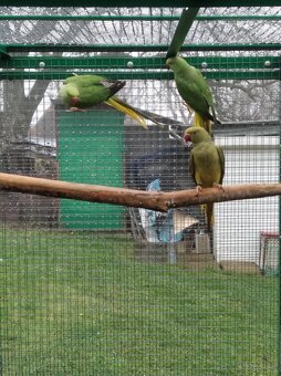 Alexander maly hch - 4