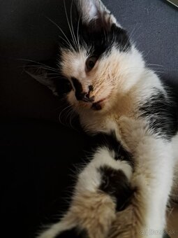 Darujem mačiatko - kocúrik - 4