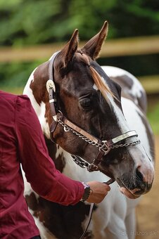 APH hřebeček 2024 - 4