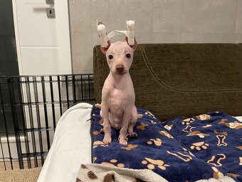 Peruánsky naháč malý - POSLEDNÝ VOĽNÝ PSÍK - 4