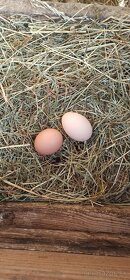 Násadové vajcia australorpka - 4
