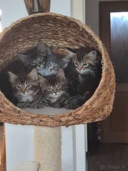 Mainská Mývalia mačka / Maine Coon - 4