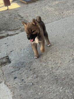 Shiba inu - 4