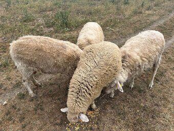 Predavam ovce merino - 4