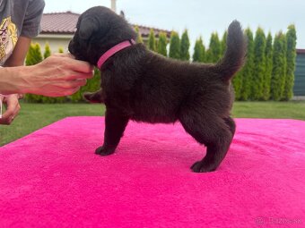 Cokoladovy labrador FCI s PP - 4