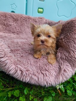 Barevný jorkšírský teriér s PP - yorkshire - 4