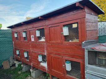 KRÁLIKAREŇ -ZAJAČNÍK - 4