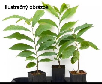 Paw-Paw, banán Severu, Indiánsky Banán, Asimina Triloba - 4