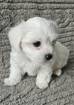 Mini Maltezák - 4