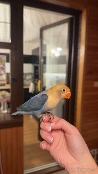 rucne dokrmene agapornisy - 4