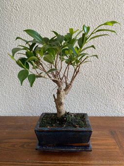 Fikus Ficus Retusa bonsaj2 - 4