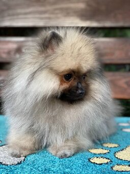 Pomeranian Exkluzivní Fenečka PP FCI - 4