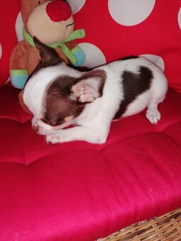 Čivava krátkosrstá - 4