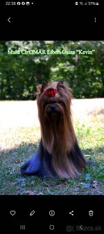 Yorkshire teriér s PP jorkšírsky terier - 4