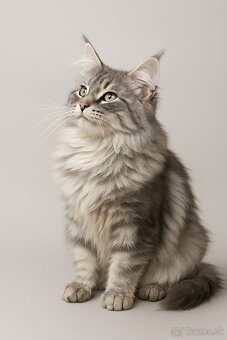 Mainská mývalia,maine coon,MCO - 4