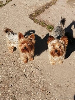 Yorkshire terrier, yorkshirsky terier, york - 4