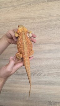 Agama bradatá (Pogona vitticeps) - 4