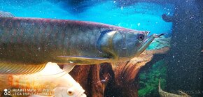 Arowana - 4