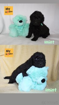 Labradoodle F1B - 4