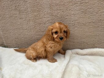 Cavapoo - 4
