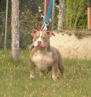 American bully - 4