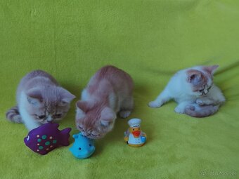 Exotické britské mačiatka - 4