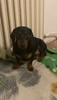 Darujem dvoch 1,5 ročných čistokrvných jazvečíkov len spolu - 4