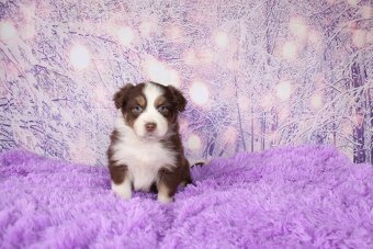 Austrálsky ovčiak - 4