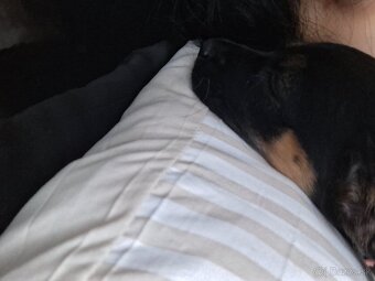 Predam ŠTENIATKO DORKIE - 4