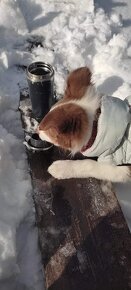 Predam zateplenu bundu pre psa - 4