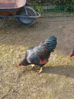 Kohút Barneveld - 4