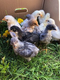 Predám kurčata araucana - 4