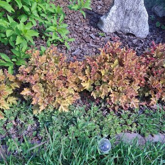 Heuchera Marmelade - 4
