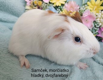Morčiatka samčekovia - 4