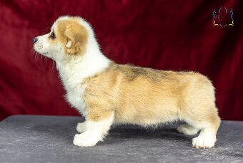 Predám šteniatka plemena Welsh Corgi Pembroke - 4
