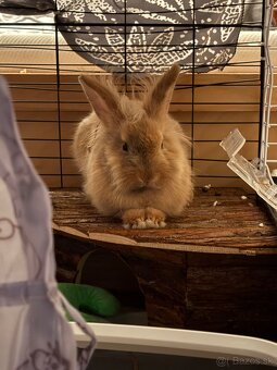 darujeme králika - 4