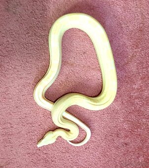 Veľhad královský Boa Constrictor - 4