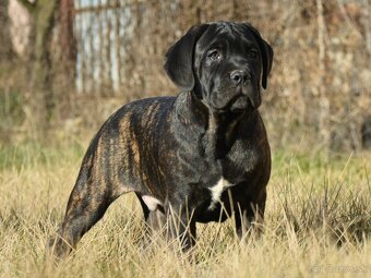 Cane corso s FCI rodokmeňom - 4