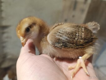 Kuriatka nosníc - 4