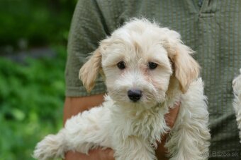 Maltipoo (malteze +Pudel = maltipoo) - 4