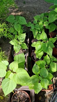 Katalpa severná - Catalpa speciosa (ročné stromčeky) - 4