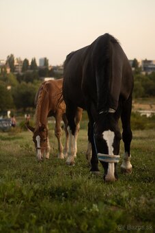 Šlonzák kobylka - 4