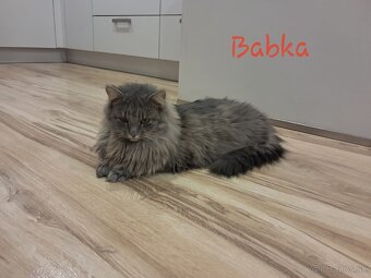 Malé flufaté mačiatka si hľadajú svoj nový domov 🐾 - 4